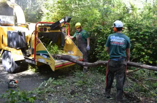 tree services Bay Pines